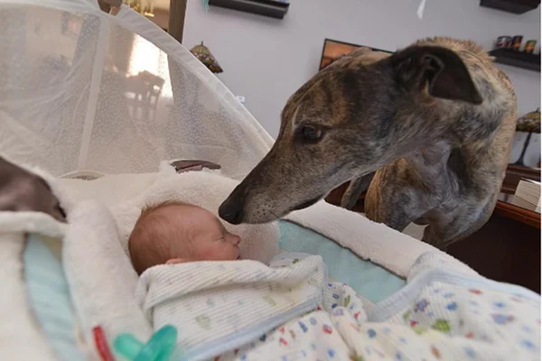 Bebê conquista cachorro que tinha medo de ter contato com humanos