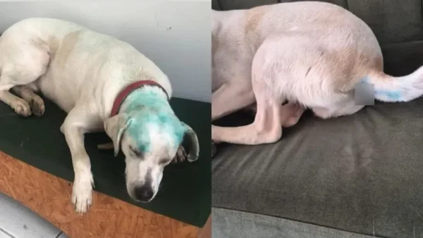 Caso de trote com cão comunitário mobiliza apuração interna em universidade de SC