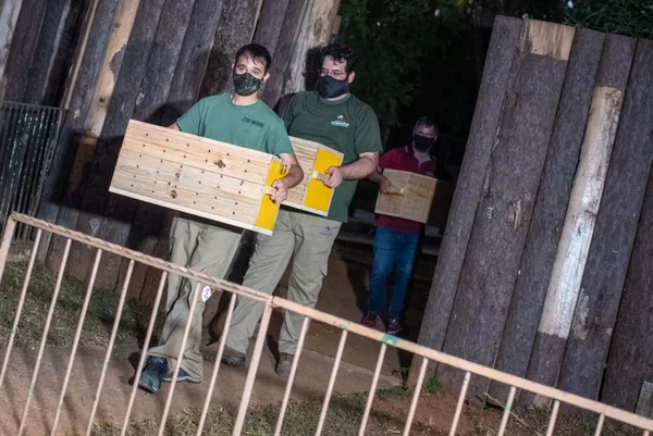 Naja e Víbora-verde são recolhidas do Zoológico e viajam para São Paulo