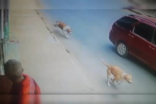 Pit-bulls matam cão em Arapoanga e revoltam população. Veja vídeo