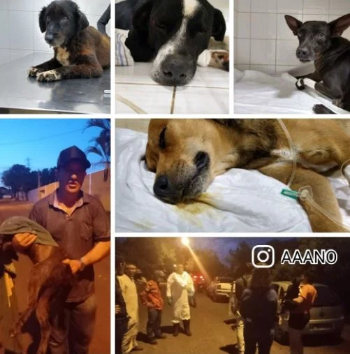 Em São Paulo, ataque de abelhas deixa cinco cães mortos