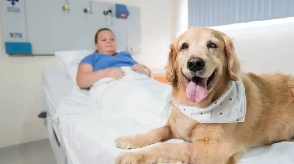 Lei permite pets com tutores em hospitais no Rio Grande do Sul
