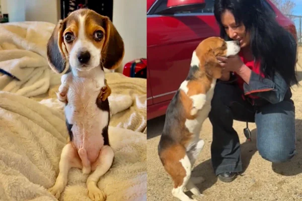 Montagem de duas imagens coloridas de cachorro sem as pernas dianteiras