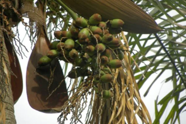 Fruta pouco conhecida é rica em nutrientes e ajuda no controle de peso