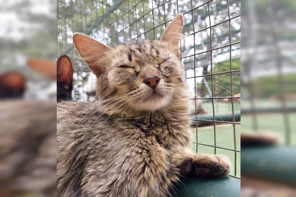 Foto de um gato acizentado