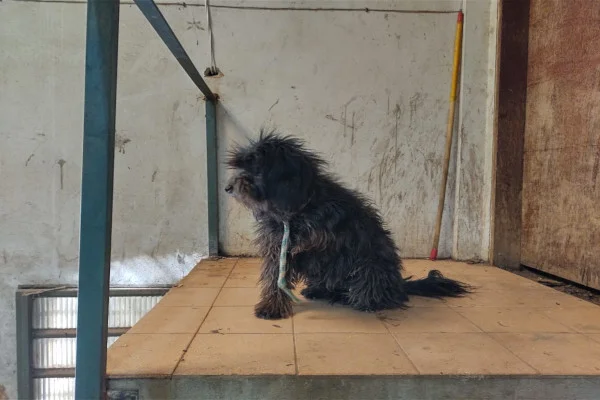 cachorro