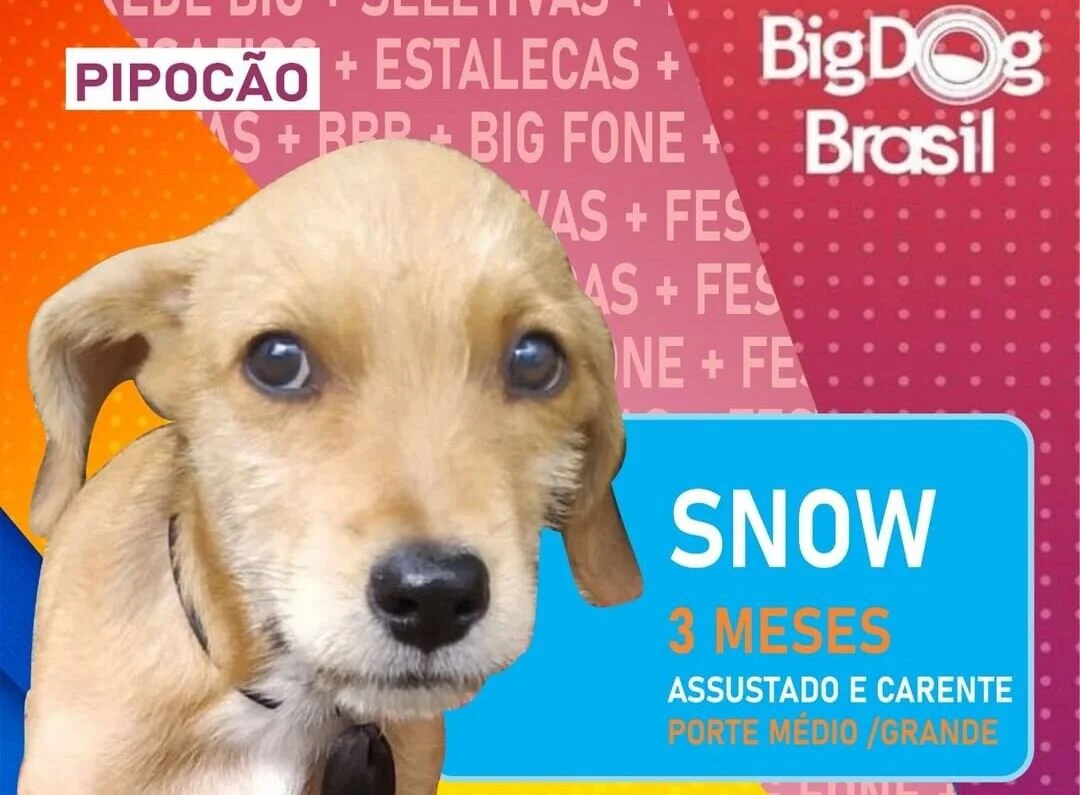 Prefeitura de Pinais, no Paraná, promoveu campanha de adoção de cães inspirada no BBB Prefeitura de Pinais, no Paraná, promoveu campanha de adoção de cães inspirada no BBB