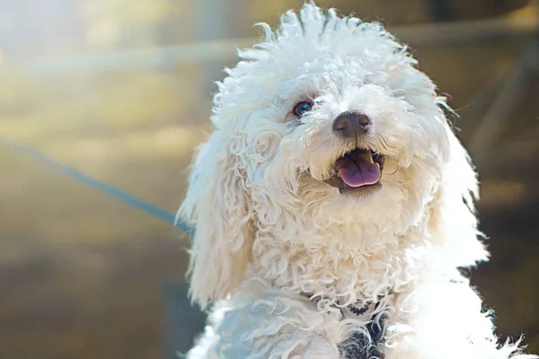 Poodle