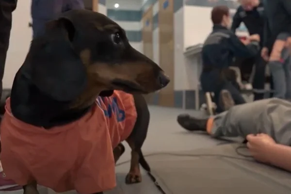 Conheça o cão psicólogo que ajuda a Defesa Civil de Moscou