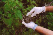 Plantas passaram por perícia no local onde PM matou quatro