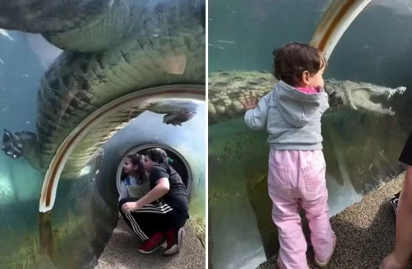 Montagem com fotos coloridas de crocodilo gigante e crianças no túnel - Metrópoles
