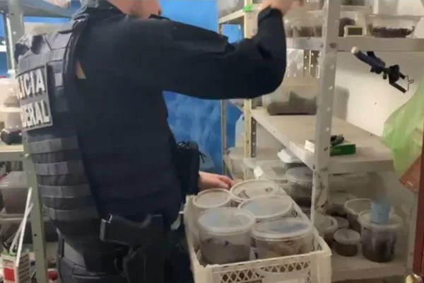 Operação da Polícia Federal em parceria com o IBAMA apurou morador de Campinas por suposta criação, venda e exportação ilegal de aranhas - Metrópoles