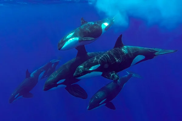 5 orcas fotografadas no fundo do oceano - Metróples.