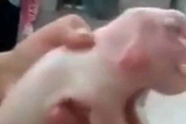 Porco nasce com rosto humano e pênis na testa e choca a web