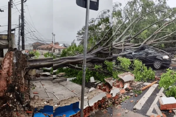 Imagem colorida de uma árvore que desabou e derrubou um muro em Perus - Metrópoles