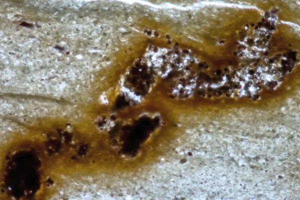 Foto com zoom, colorida de manchas de cor marrom e preta - Metrópoles.