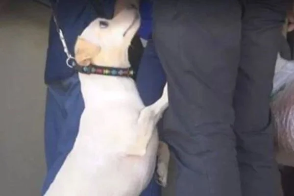 cachorro