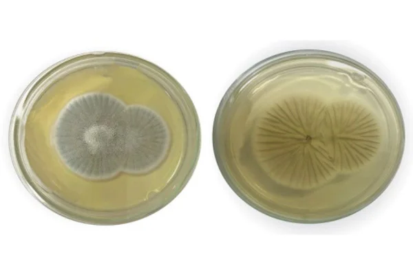 Placas de petri cultivadas pela Fiocruz com fungo da meningoencefalite - Metrópoles