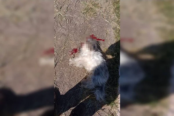 Imagens revoltantes: cachorro abandonado por motorista na rua é atropelado por Camaro e morre