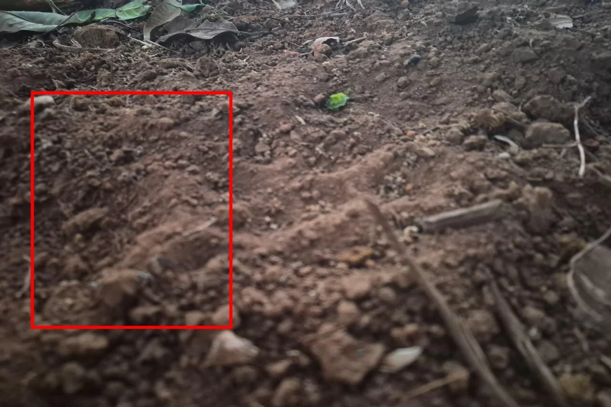 Pegadas que podem ser de animal silvestre Pegadas que podem ser de animal silvestre