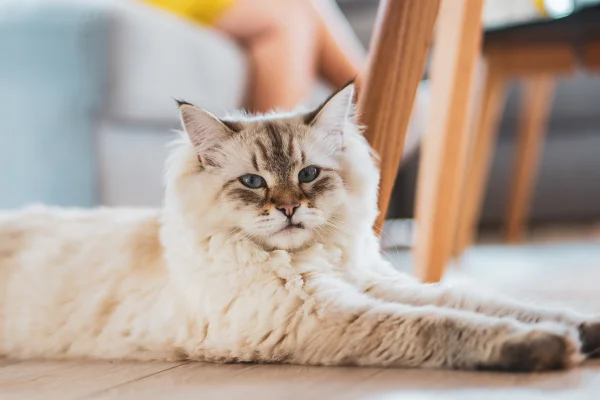 Maine Coon branco e cinza