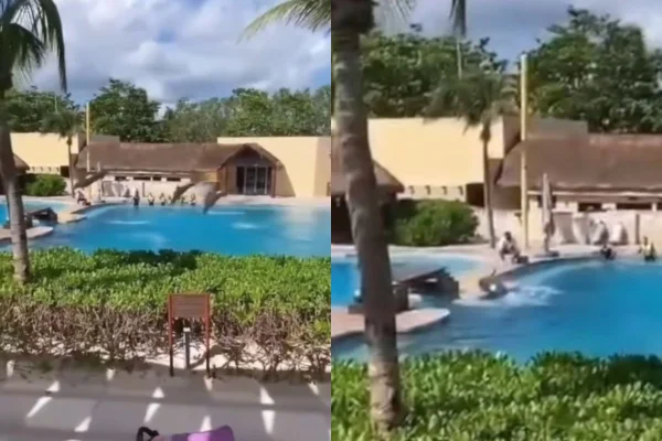 Foto colorida de um golfinho - Metrópoles