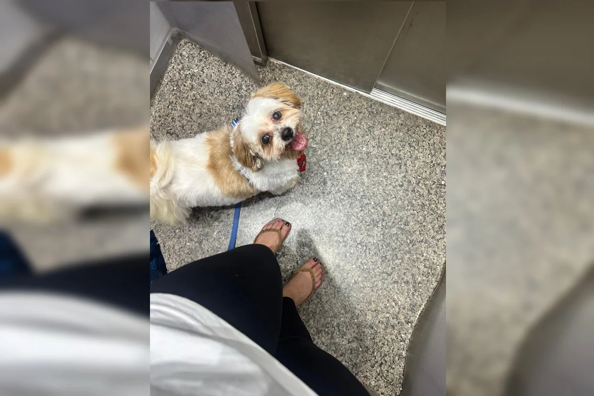 Onde está Sushi? Família procura por cachorro que fugiu em Taguatinga - imagem 2 Onde está Sushi? Família procura por cachorro que fugiu em Taguatinga - imagem 2