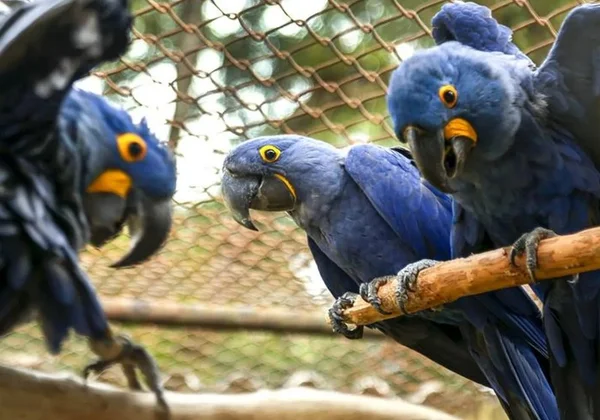 Espécie em extinção, arara-azul nasce em Zoológico de Curitiba