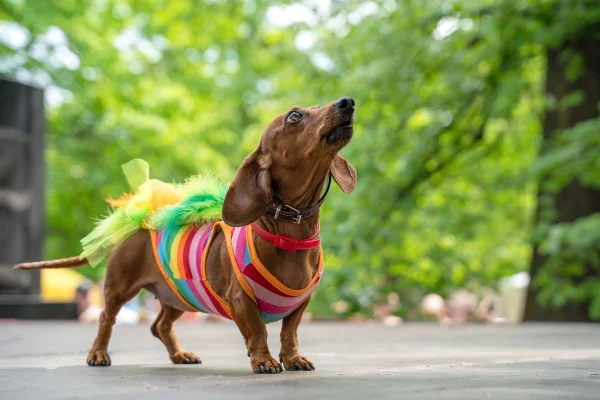 cachorro salsicha com fantasia de carnaval