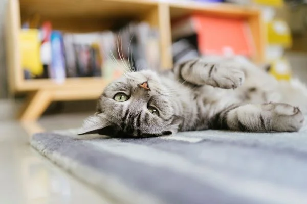 Gato
