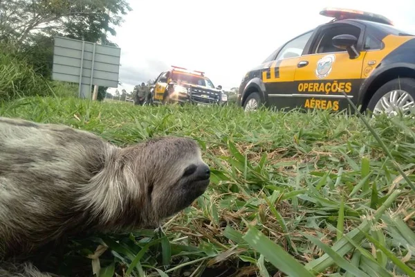 Bicho-preguiça é resgatado e para o trânsito no caminho do Aeroporto
