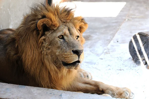 Leão Dengo ganhará casa nova de 140 metros no Zoo de Brasília