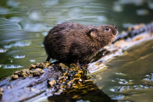 Após 2 décadas de extinção, mamífero é reintroduzido em seu habitat