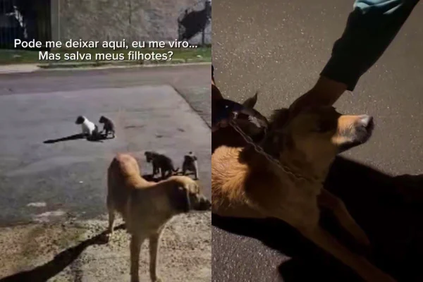 Fotos mostram cadela e seus filhotes