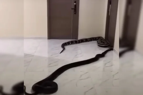 Imagem colorida de duas cobras rastejando em corredor