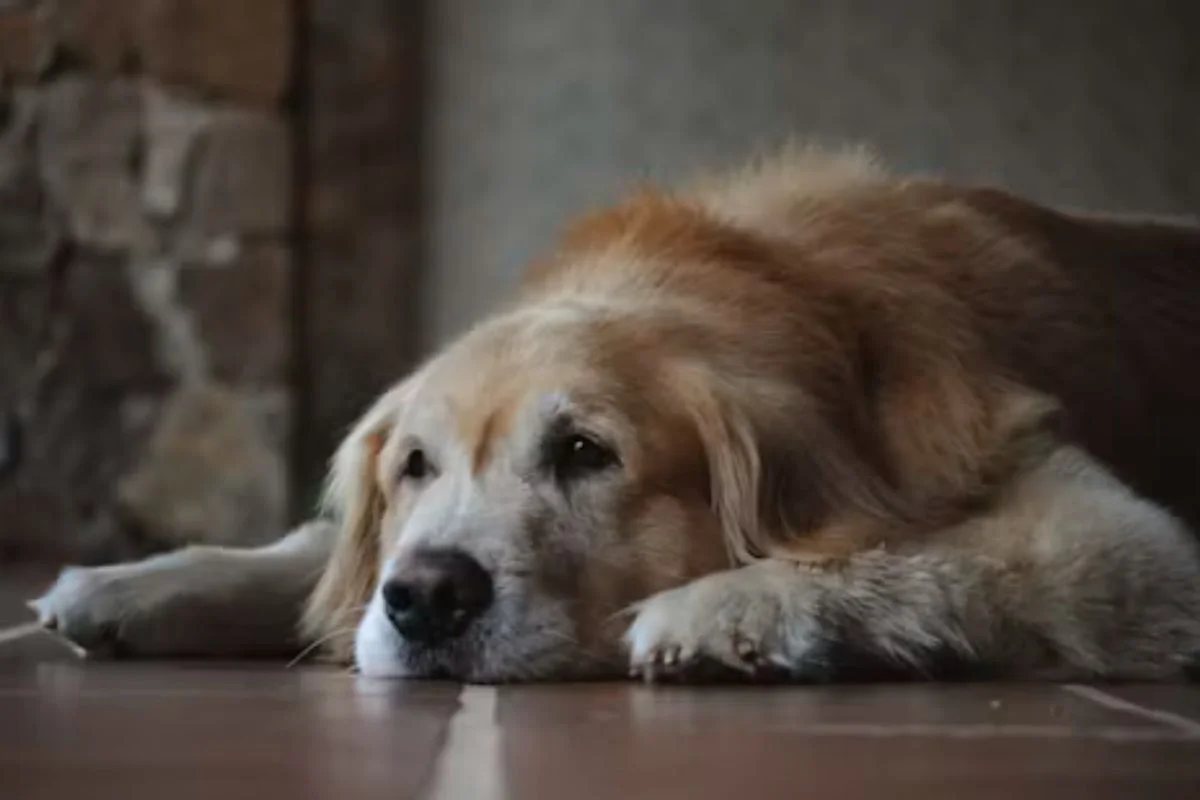 Dia do Cão Idoso: mudanças na rotina e humor