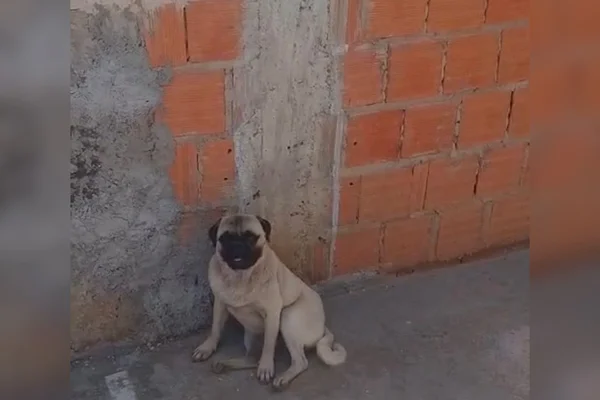 cão abondonado-fred-arapoagans-eletrecista