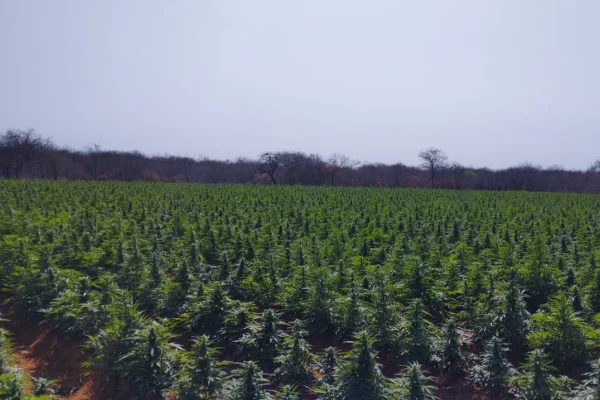 Polícia descobre “fábrica” de drogas em fazendas do CV na Bahia