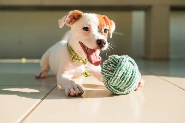 Cachorrinho com uma bolinha de lã