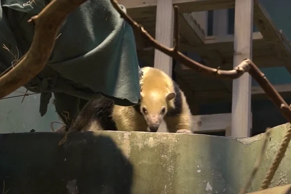 Tamanduá é o novo morador do Zoológico de Moscou