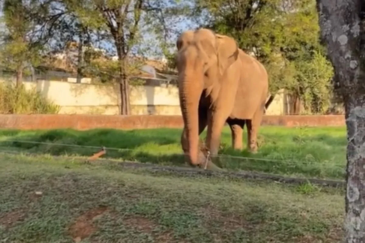 Elefante vive há mais de 40 anos no Zoológico Municipal de Sorocaba Elefante vive há mais de 40 anos no Zoológico Municipal de Sorocaba