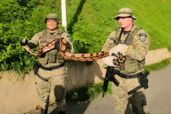 Foto coloriada de policiais da Proteção Ambiental segurando jiboia - Metrópoles