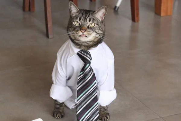 Conheça Chico, o gato líder da dominação mundial felina