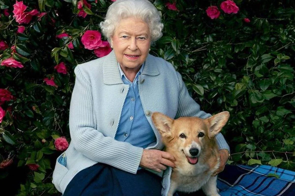 Corgis da rainha Elizabeth tinham “vida de rei” e até chef particular