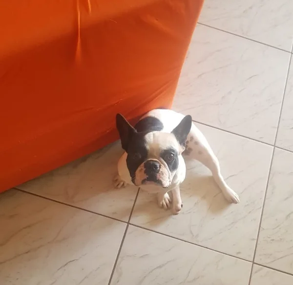 Cadela Biloca some e deixa menina de 7 anos inconsolável no DF - destaque galeria