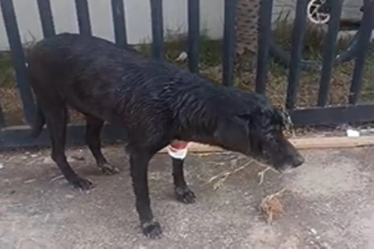 O cão foi atacado por cachorro de homem que destruiu abrigo de cães comunitários O cão foi atacado por cachorro de homem que destruiu abrigo de cães comunitários