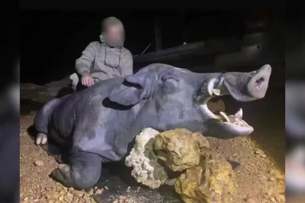 imagem colorida javali gigante abatido mg