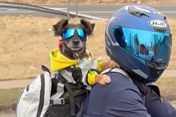 cachorro de oculos de proteção em mochila de motoqueiro