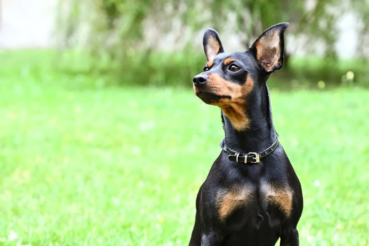 cachorro pinscher alemão