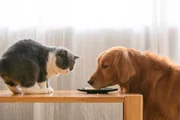 Muitas pessoas também escolhem ter cães e gatos juntos